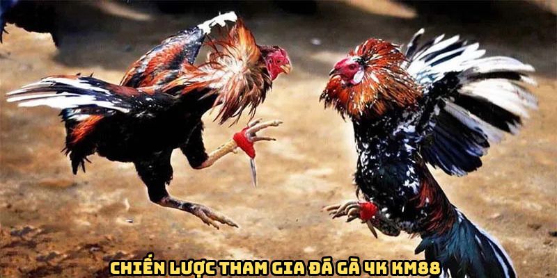 Chiến lược giúp bạn chinh phục thành công tại đá gà 4K KM88