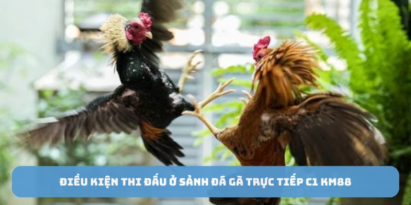 Điều kiện thi đấu ở sảnh đá gà trực tiếp C1 KM88