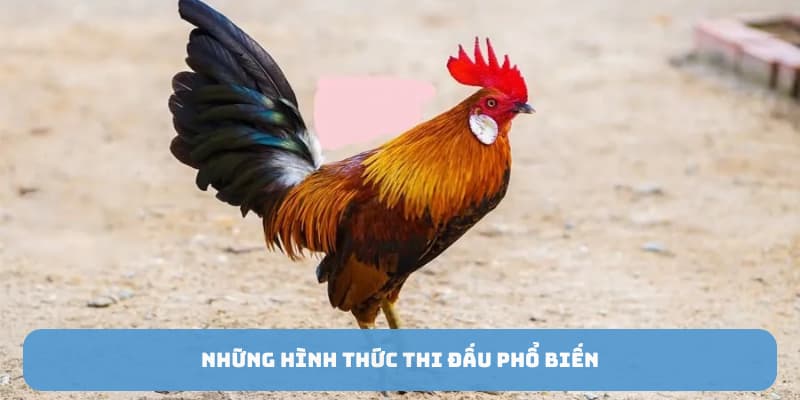 Những hình thức thi đấu phổ biến
