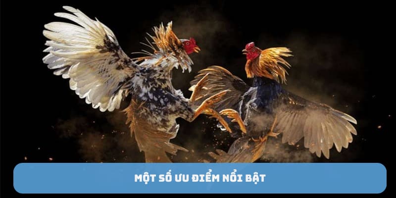 Một số ưu điểm nổi bật