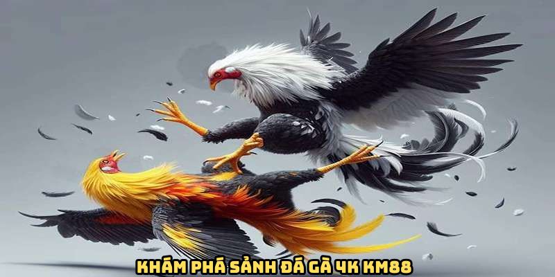 Tìm hiểu sơ lược về sảnh đá gà 4K KM88