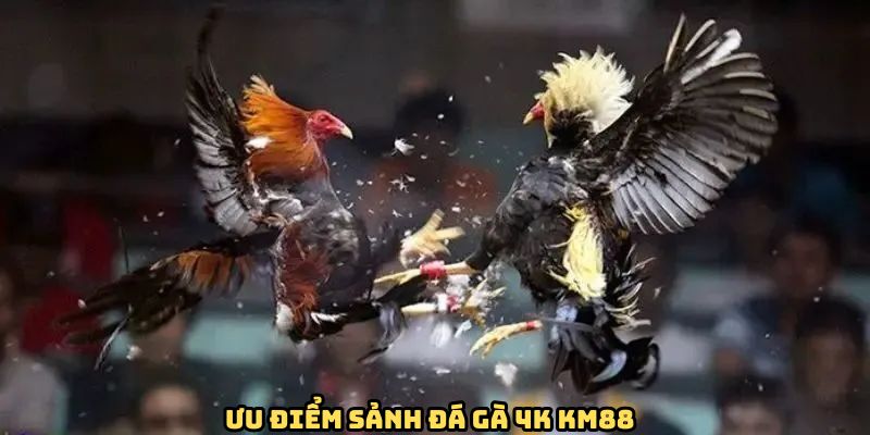 Yếu tố giúp sảnh đá gà 4K KM88 trở lên cuốn hút